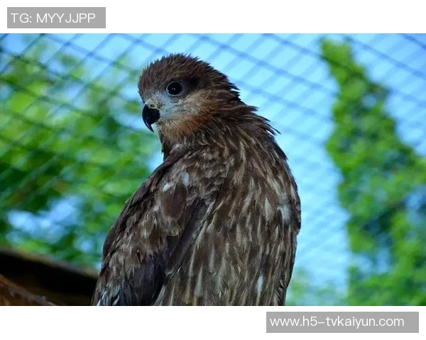 文班强调卡斯尔的潜力只需给予足够空间他便能展翅高飞